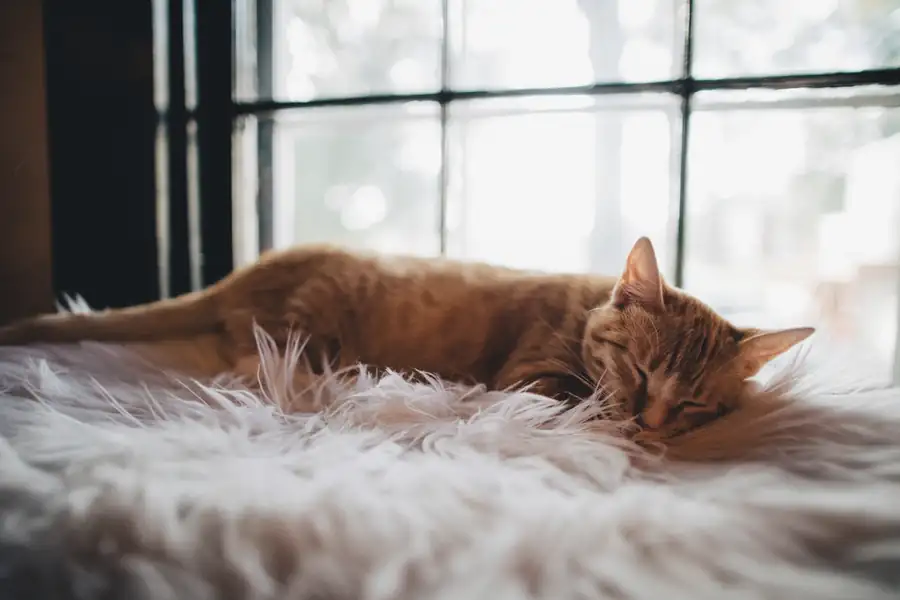 An orange cat sleeps on a soft blanket beside a sunlit window.