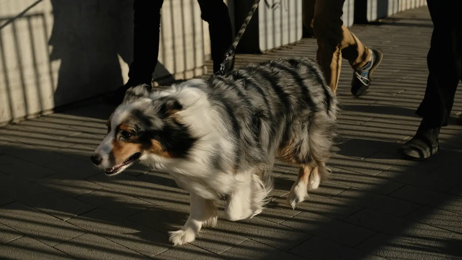 A dog walks calmly on leash beside people in warm morning light.